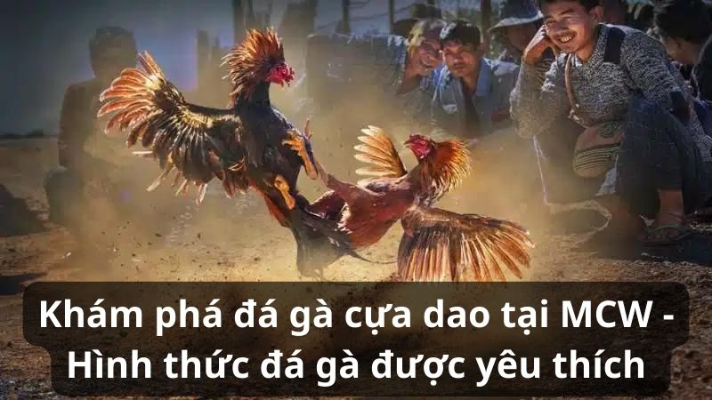 Khám phá đá gà cựa dao tại MCW – Hình thức đá gà được yêu thích